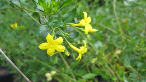 Jasminum Odoratissimum Jasminum Floridum Jasminum