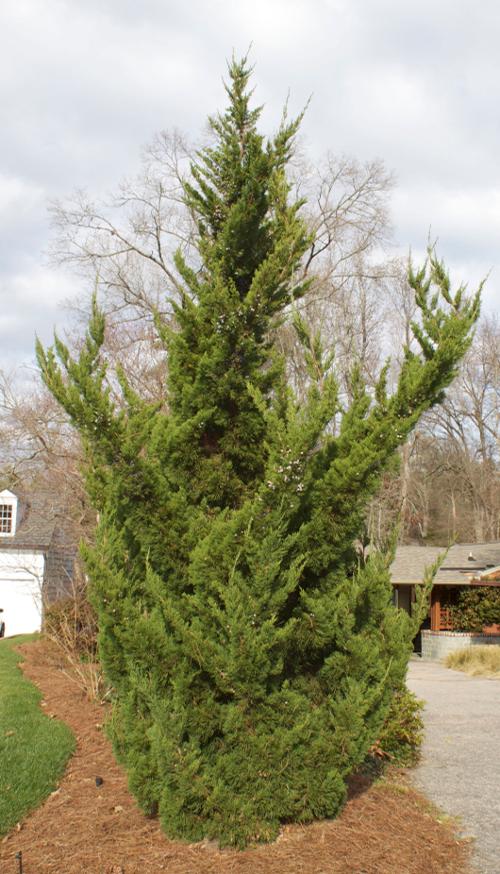 Juniperus chinensis 'Torulosa' (Torulosa Juniper)