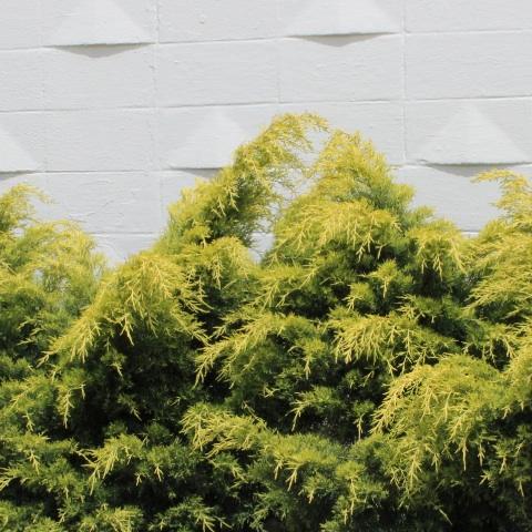 Juniperus chinensis 'Saybrook Gold' (Saybrook Gold Juniper)