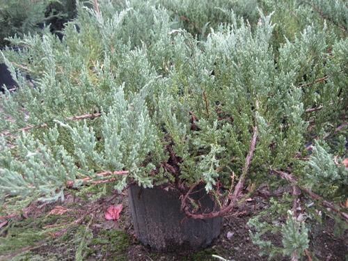 Juniperus chinensis 'sargentii Viridis' (Green Sargent's Juniper)