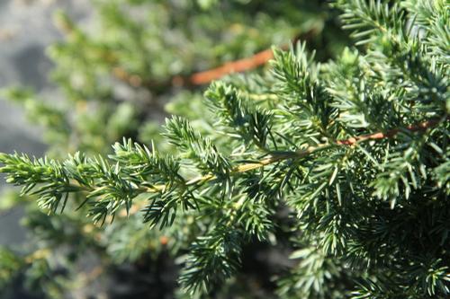 Juniperus conferta 'Blue Pacific' (Blue Pacific Juniper)