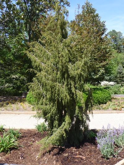 Weeping Tiawan Juniper Juniperus formosana Pendula from Taylor's Nursery