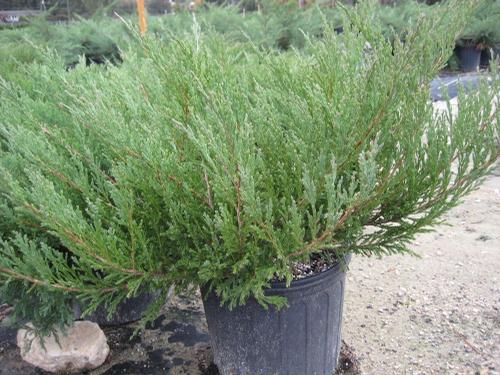 Juniperus horizontalis 'Youngstown' (Andorra Juniper)