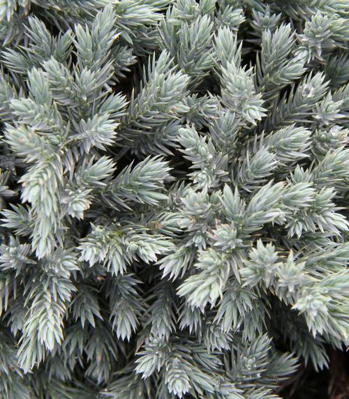 Juniperus squamata 'Blue Star' (Blue Star Juniper)