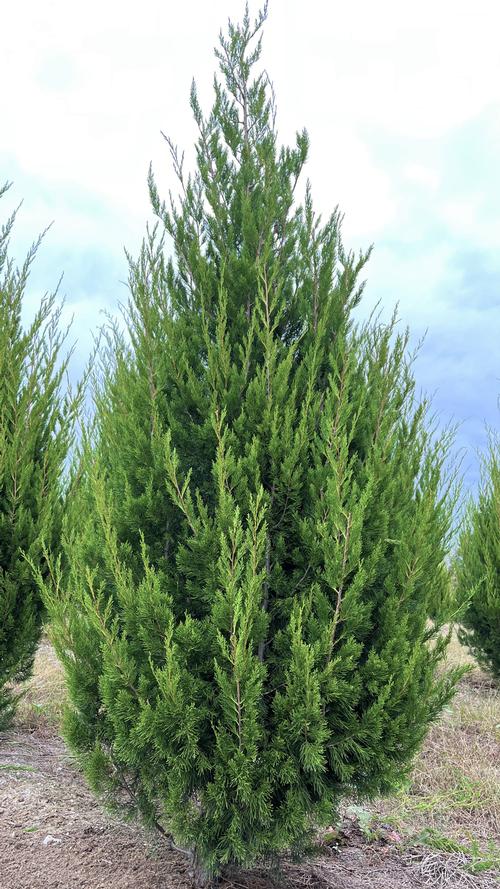 Juniperus virginiana 'Brodie' (Brodie Red Cedar)