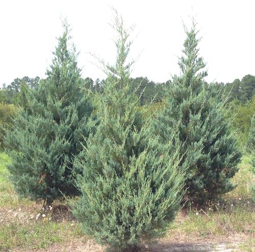 Juniperus virginiana 'Burkii' (Burkii Red Cedar)