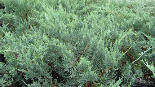 Juniperus virginiana 'Grey Owl' (Grey Owl Juniper)
