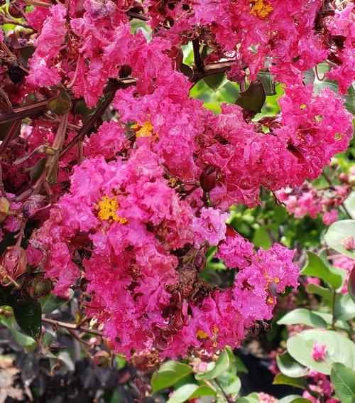 Lagerstroemia Pink Velour
