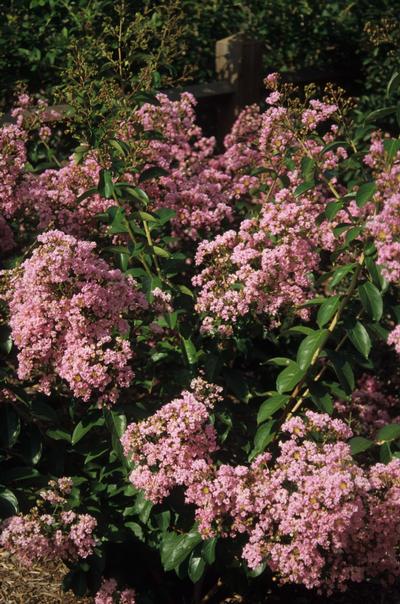 Lagerstroemia indica x fauriei 'Choctaw' (Choctaw Crape Myrtle)