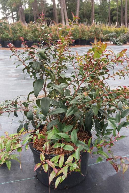 Leucothoe axillaris Coastal Leucothoe from Taylor's Nursery