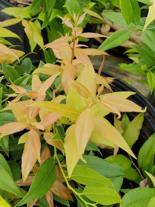 Leucothoe populifolia (Florida Leucothoe)