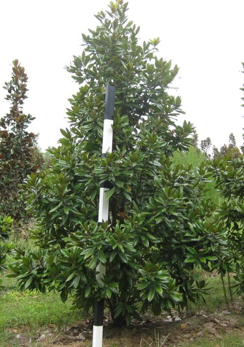 Magnolia grandiflora 'Carolina Compacta' (Carolina Compacta Magnolia)