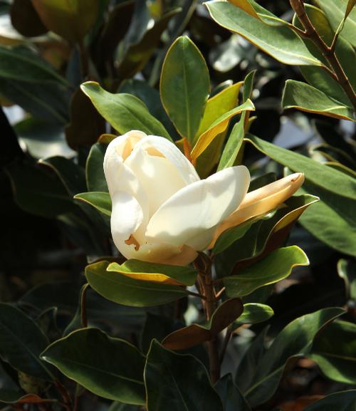 Magnolia grandiflora 'Kay Parris' (Kay Parris Magnolia)