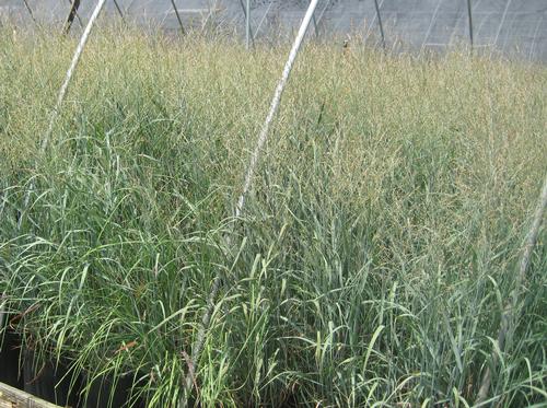 Panicum virgatum Heavy Metal