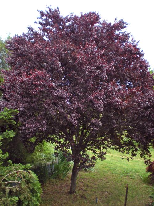 Krauter Vesuvius Purple Plum Prunus Cerasifera Krauter Vesuvius From Taylor S Nursery