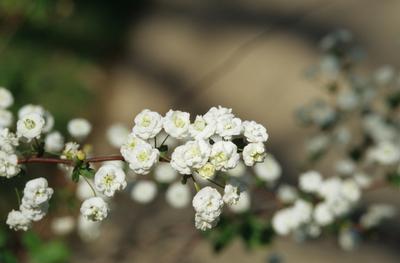 Spiraea prunifolia 'Bridalwreath'