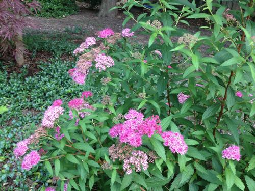 Spiraea x bumalda 'Anthony Waterer' (Anthony Waterer Spiraea)