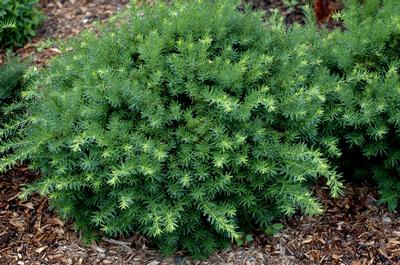 Densiformis Yew Taxus x media Densiformis from Taylor's Nursery