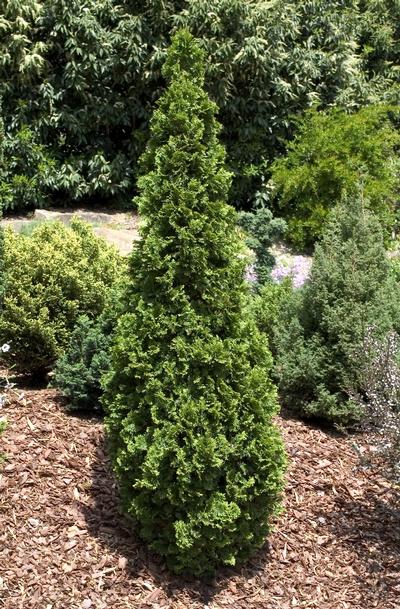 Thuja occidentalis 'Degroot's Spire'