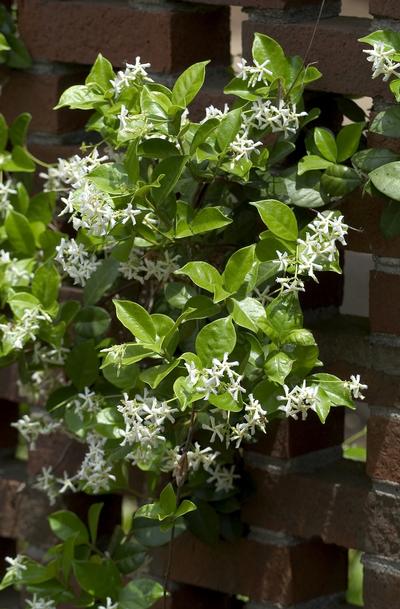 Trachelospermum jasminoides 'Madison' (Madison Confederate Jasmine)