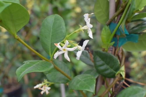 Trachelospermum jasminoides (Confederate Jasmine)