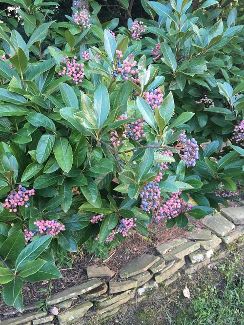 Viburnum nudum Winterthur