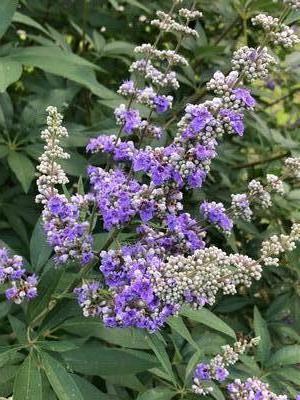 Vitex agnus-castus 'Lecompte' (Lecompte Vitex)