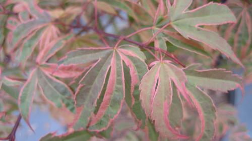 Acer palmatum 'Shirazz' (Shirazz Red Maple)