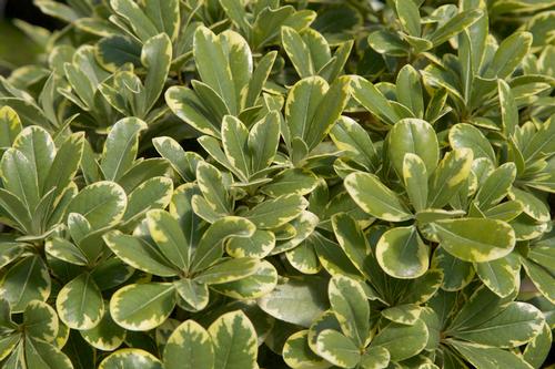 Pittosporum tobira 'Mojo®'