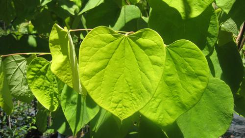 Cercis canadensis 'Hearts of Gold' (Hearts of Gold Redbud)