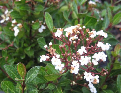 Viburnum obovatum 'Mrs. Schiller's Delight' (Mrs. Schiller's Delight Viburnum)