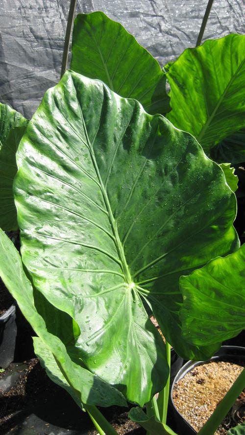 Upright Elephant Ear Alocasia odora from Taylor's Nursery