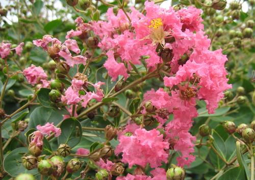 Lagerstroemia Hopi