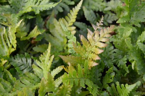 Japanese Autumn Fern Dryopteris erythrosora from Taylor's Nursery