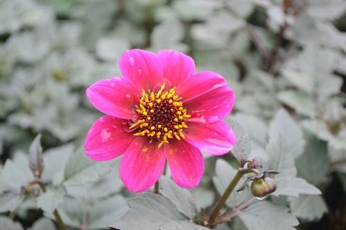 Dracula Dahlia Dahlia Dracula From Taylors Nursery