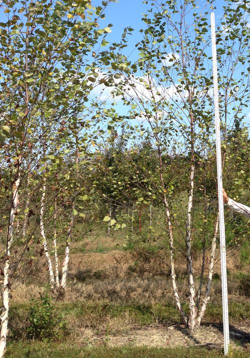 Betula nigra 'Dura-heat' (Dura-heat River Birch)