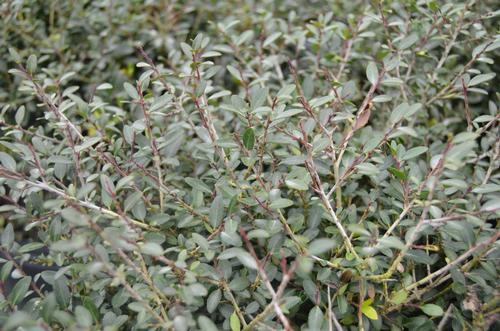 Bordeaux Dwarf Yaupon Holly Ilex vomitoria Bordeaux from Taylor's Nursery