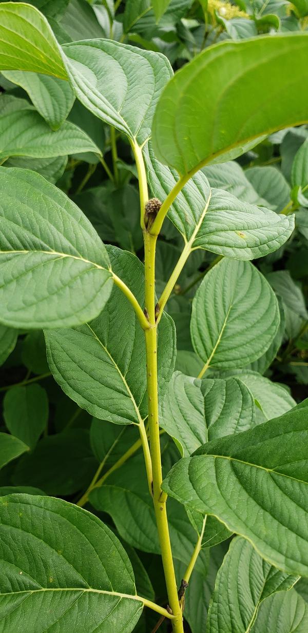 Cornus sericea 'Budd's Yellow' - Budd's Yellow Twig Dogwood from Taylor's Nursery