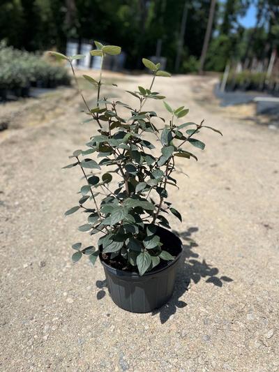 Viburnum carlesii - Koreanspice Viburnum from Taylor's Nursery
