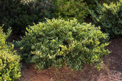 Swing Low® Distylium Distylium Swing Low® from Taylor's Nursery