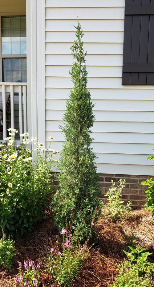 Taylor Eastern Red Cedar Juniperus Virginiana Taylor From Taylors Nursery