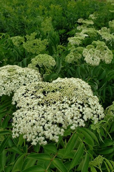 Sambucus canadensis (Elderberry)