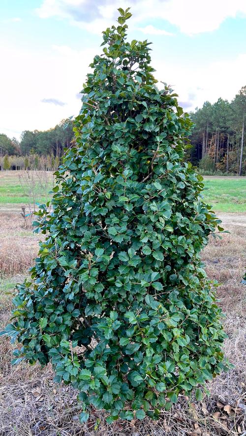 Ilex opaca 'Satyr Hill' Satyr Hill American Holly from Taylor's Nursery