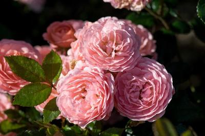 Rosa (Apricot Drift Rose)