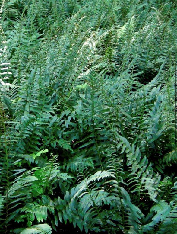 Polystichum acrostichoides 