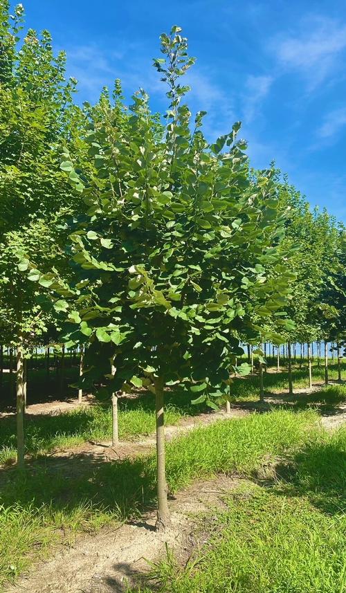 Tilia tomentosa Sterling Silver