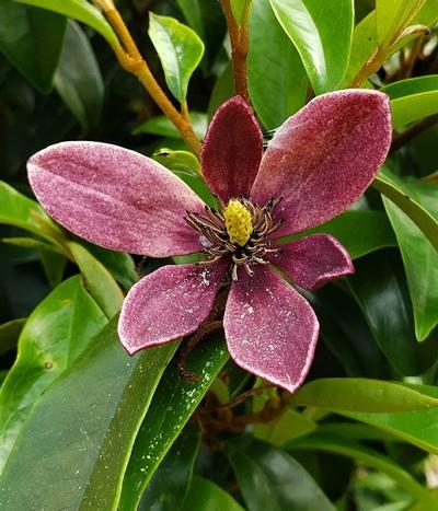 Magnolia x (Stellar Ruby Magnolia)