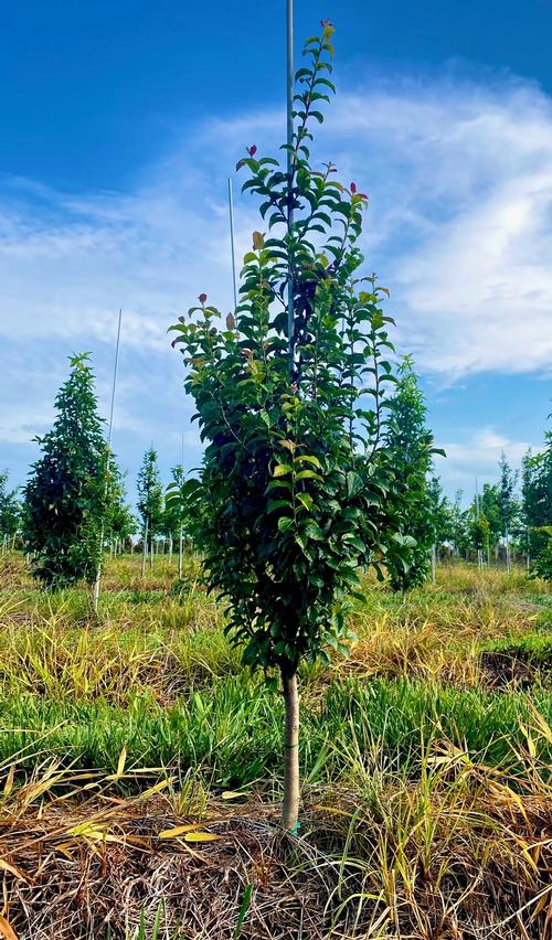 Parrotia persica 'Persian Spire' - Persian Spire Parrotia from Taylor's Nursery