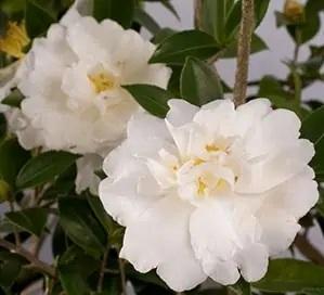 Camellia sasanqua 'Diana™'