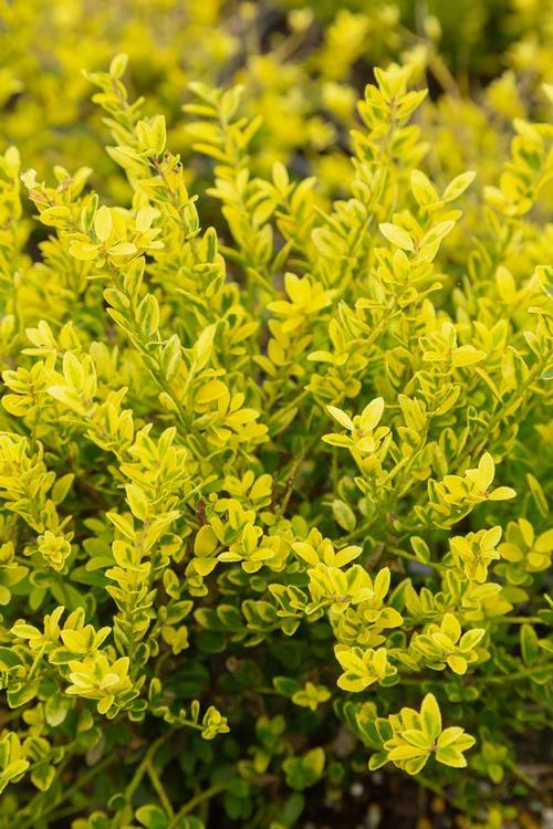 Ilex crenata (Adorned Japanese Holly)